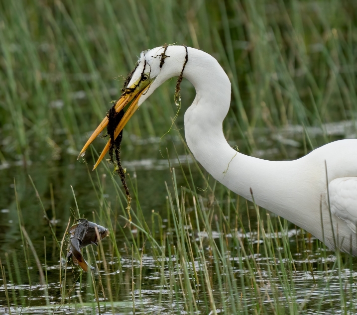 Great egret